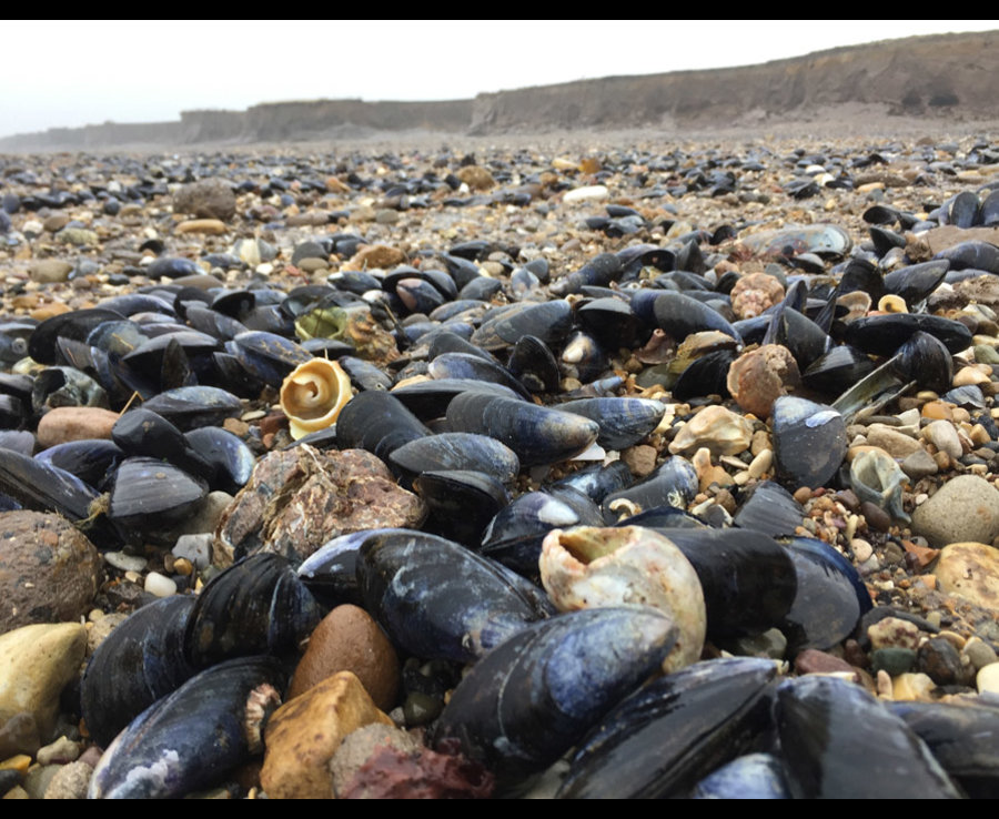 Ngàn sinh vật biển chết rét hàng loạt vì “Quái vật phương Đông” - 2