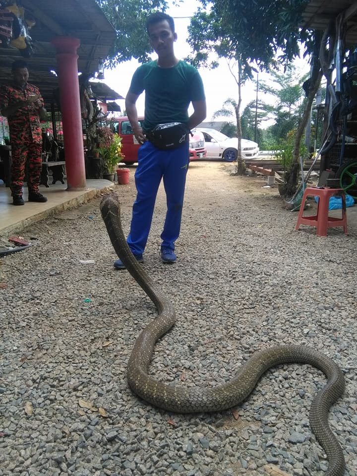 Video: Tay không bắt hổ mang chúa khổng lồ ở Malaysia - 3