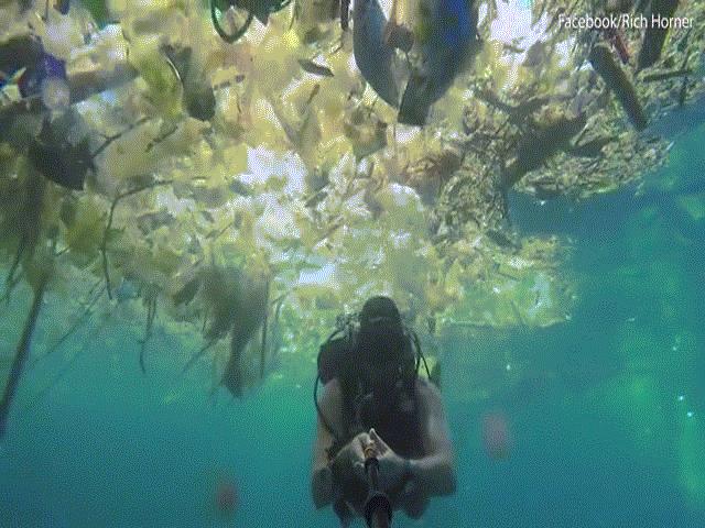 Thế giới - Kinh hoàng cảnh biển Bali bị con người làm cho "nghẹt thở"