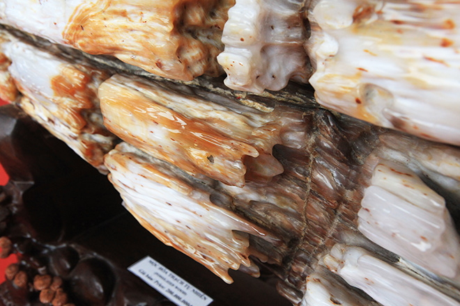 Gỗ hóa thạch kì dị xuất hiện ở Bắc Ninh - 5