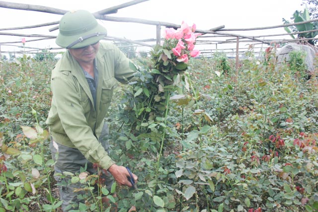 Hoa hồng dịp 8.3: Hoa vườn siêu rẻ, hoa phố vẫn đắt - 1
