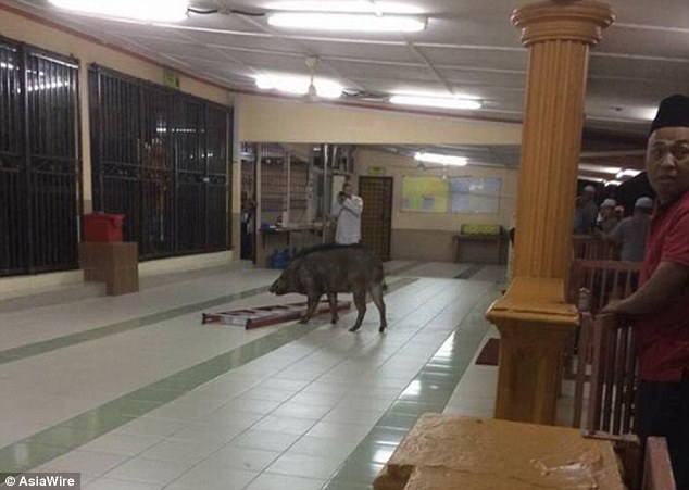 Malaysia: Lợn rừng điên cuồng tấn công người trong nhà thờ - 1
