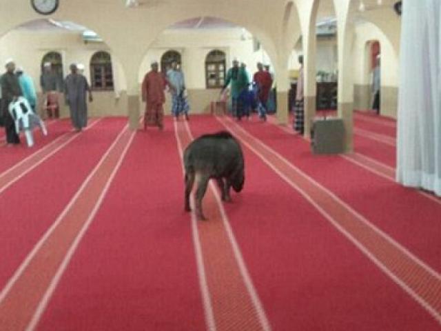 Thế giới - Malaysia: Lợn rừng điên cuồng tấn công người trong nhà thờ