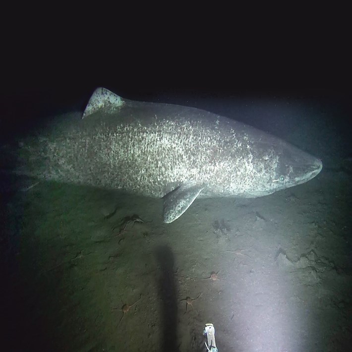 Video hiếm quay &#34;cụ&#34; cá mập 500 tuổi, thọ nhất thế giới - 1