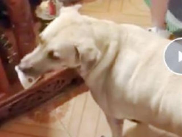 Bạn trẻ - Cuộc sống - "Phát cuồng" chú chó 4 tuổi, nặng 50kg, biết phân biệt tiền