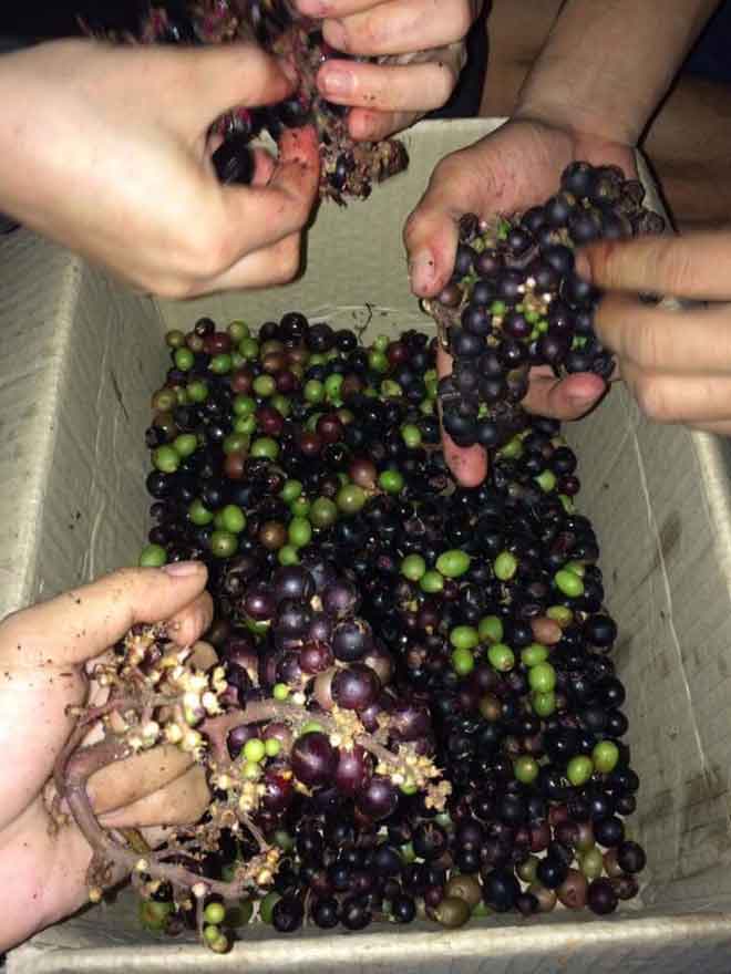 Cuộc mưu sinh của "thợ săn" nhí - 2