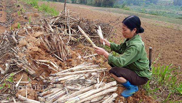 Làng mía đường trăm tuổi của người Nùng xứ Lạng tất bật vào vụ mới - 1