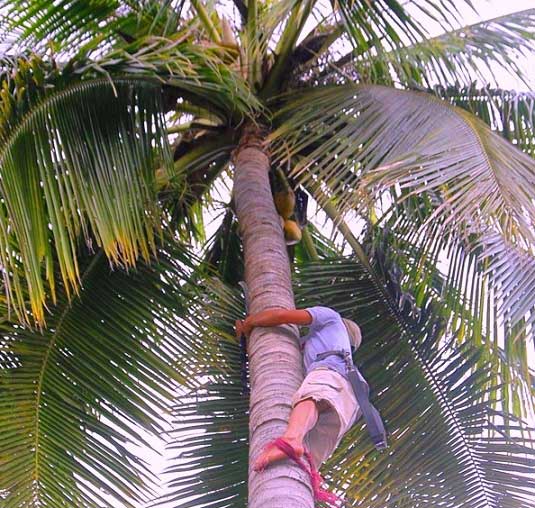 Nghề nguy hiểm: “Ăn cơm dưới đất, kiếm tiền… ở độ cao 20m” - 1