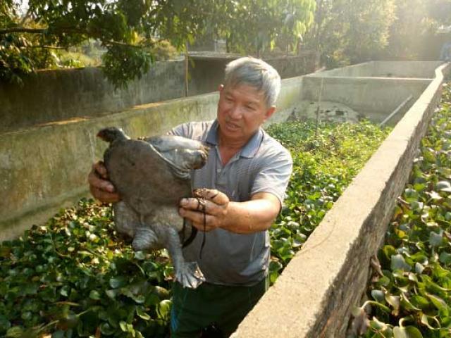 Thị trường - Tiêu dùng - Thả ba ba la liệt trong 2.000m2 ao, lãi gần 1/2 tỷ đồng mỗi năm