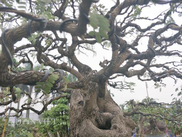 ”Cụ” me bonsai trăm tuổi được rao bán gần 200 triệu ở Đồng Nai