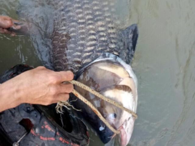 Tin tức trong ngày - Sau những lần bắt cá “khủng” bán trăm triệu, ngư dân Sài Gòn lại làm điều này