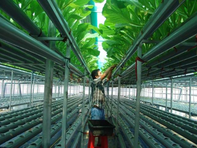 Xu hướng thời trang - Lạ mắt vườn rau 2 tầng, có nhõn 360m2 nhưng thu tới 2 tấn rau/tháng