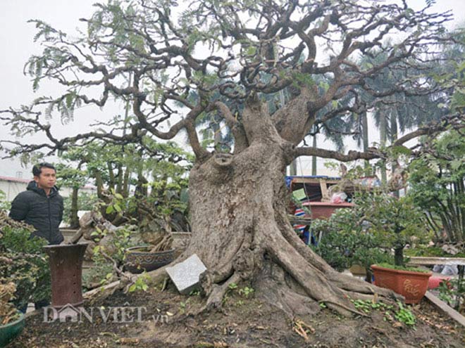 &#34;Cụ&#34; me bonsai trăm tuổi được rao bán gần 200 triệu ở Đồng Nai - 1