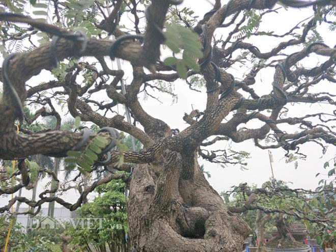 "Cụ" me bonsai trăm tuổi được rao bán gần 200 triệu ở Đồng Nai - 3