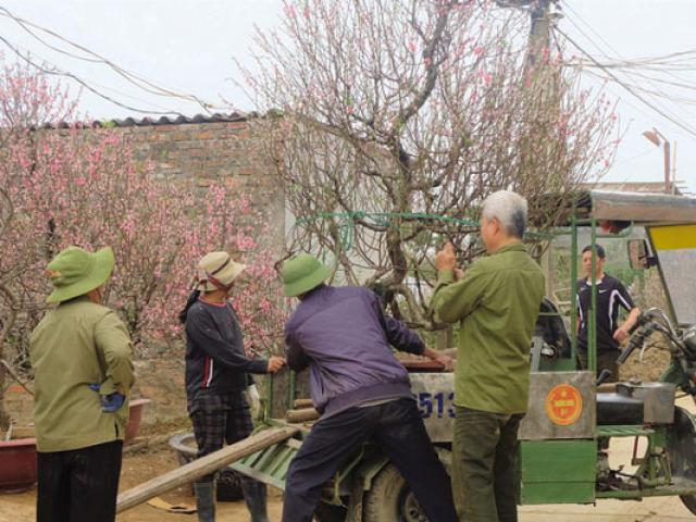 Tài chính - Bất động sản - Nghề gom đào sau Tết: Đầu năm bỏ ít vốn, cuối năm lãi “khủng”