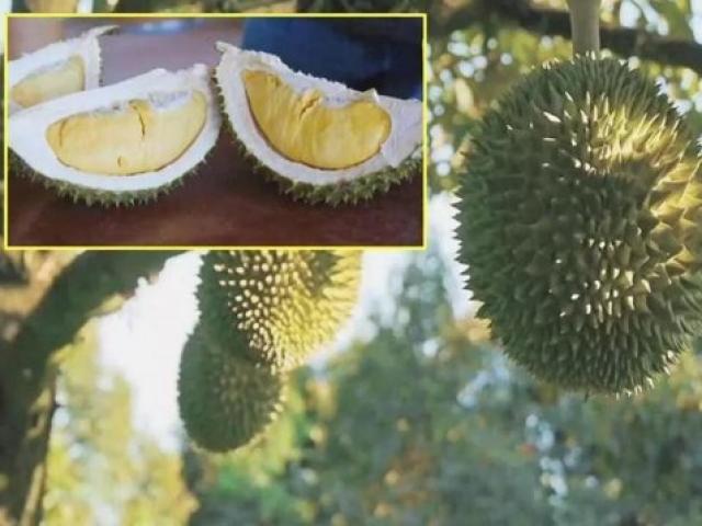 Thị trường - Tiêu dùng - Phát sốt với sầu riêng không mùi "thối", giá chỉ 145.000đ/kg
