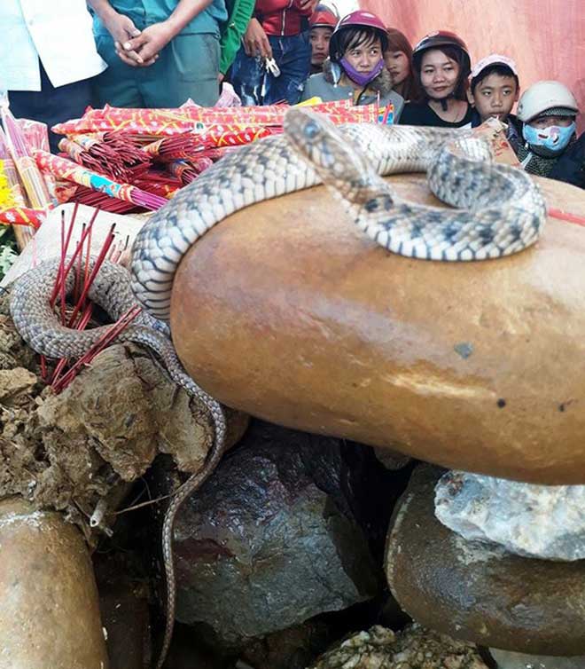 Vụ rắn nằm trên mộ ở Quảng Bình: Dân tái căng lều bạt, tiếp tục cúng bái - 1