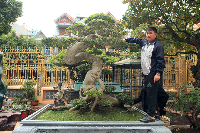 Ngắm duối cổ triệu đô, uốn lượn hình chữ Tâm của đại gia Phú Thọ - 2