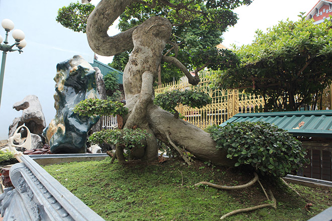 Ngắm duối cổ triệu đô, uốn lượn hình chữ Tâm của đại gia Phú Thọ - 7