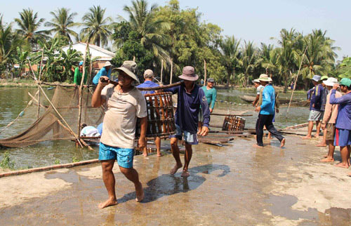 Cá tra bất ngờ tăng giá kỷ lục, thương lái đến tận ao lùng mua - 1