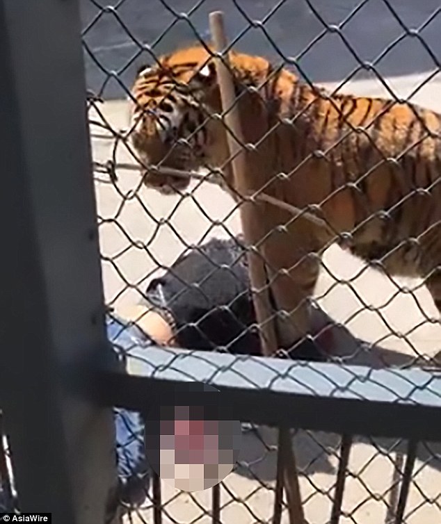 TQ: Hổ nuôi từ bé bất ngờ ăn thịt huấn luyện viên ngay giữa vườn thú - 1