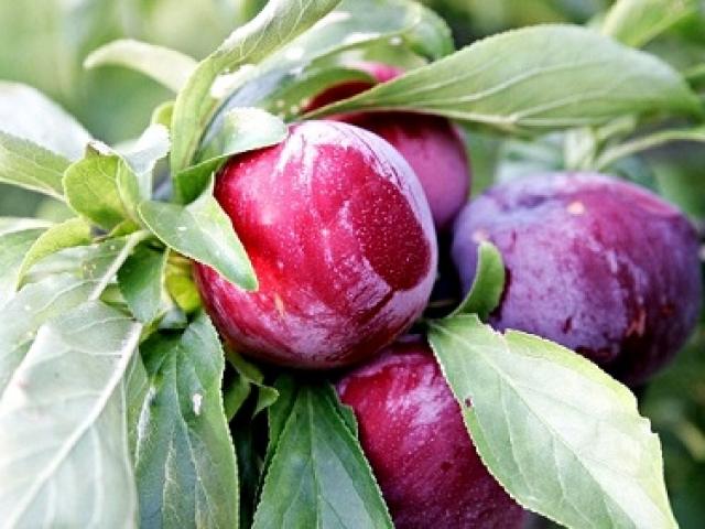 Sức khỏe đời sống - Bài thuốc chữa bệnh từ cây mận