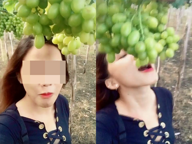 Giới trẻ - Hai nữ phượt thủ bị "ném đá" vì tùy tiện ăn nho trên giàn tại Ninh Thuận