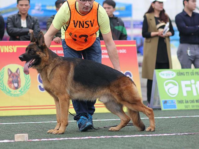 Tin tức trong ngày - Chó cảnh đua tài, sắc cùng chó nghiệp vụ ở Hà Nội