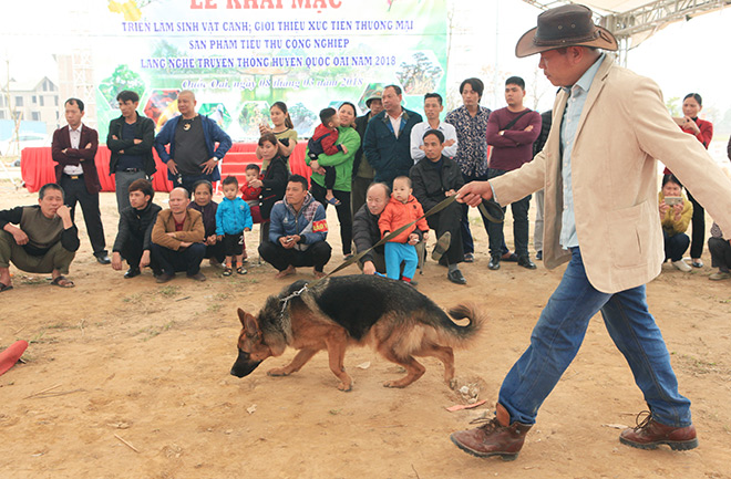 Chó cảnh đua tài, sắc cùng chó nghiệp vụ ở Hà Nội - 4