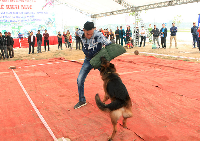 Chó cảnh đua tài, sắc cùng chó nghiệp vụ ở Hà Nội - 5