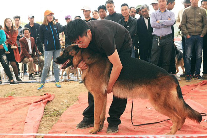 Chó cảnh đua tài, sắc cùng chó nghiệp vụ ở Hà Nội - 2