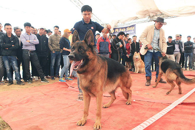 Chó cảnh đua tài, sắc cùng chó nghiệp vụ ở Hà Nội - 3