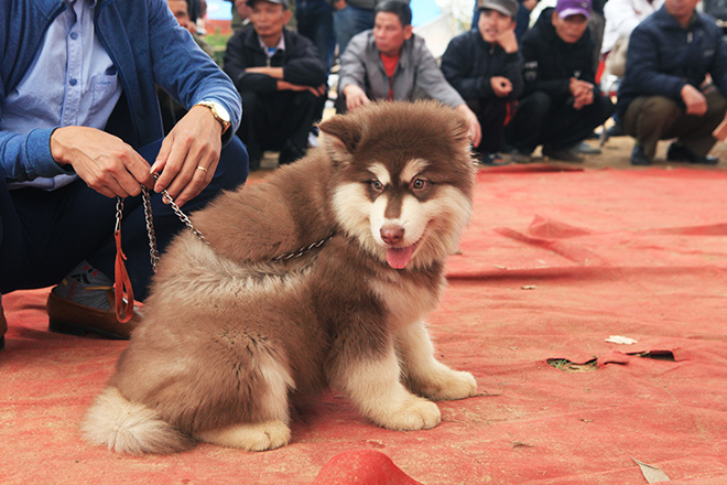 Chó cảnh đua tài, sắc cùng chó nghiệp vụ ở Hà Nội - 10