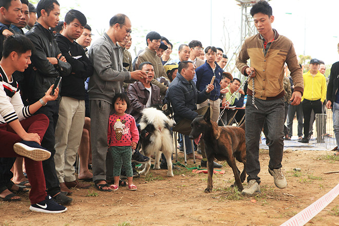 Chó cảnh đua tài, sắc cùng chó nghiệp vụ ở Hà Nội - 8