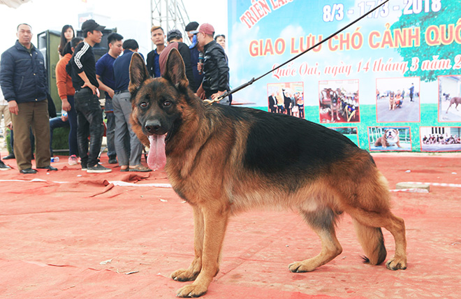 Chó cảnh đua tài, sắc cùng chó nghiệp vụ ở Hà Nội - 12