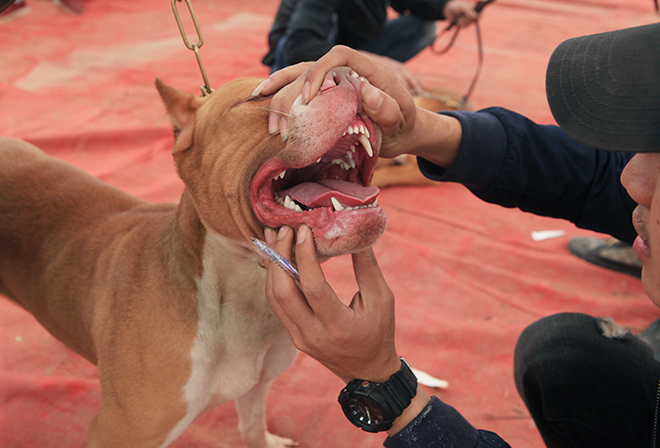 Chó cảnh đua tài, sắc cùng chó nghiệp vụ ở Hà Nội - 11
