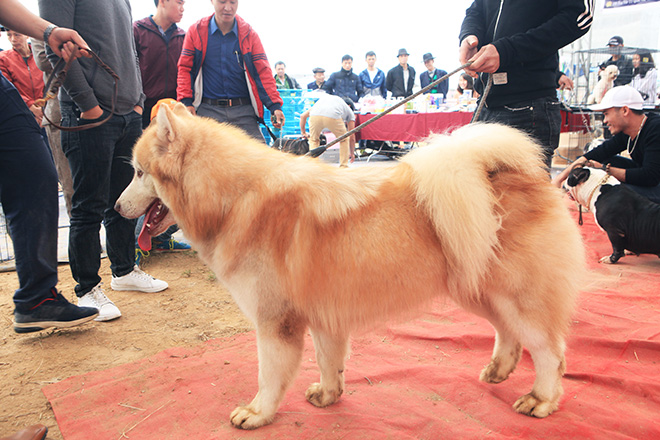 Chó cảnh đua tài, sắc cùng chó nghiệp vụ ở Hà Nội - 9