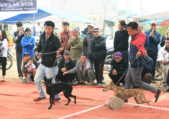 Chó cảnh đua tài, sắc cùng chó nghiệp vụ ở Hà Nội - 6