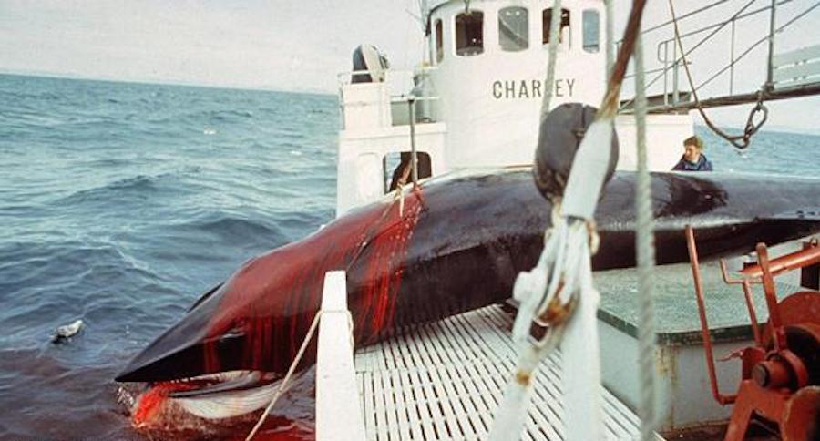 Quốc gia muốn giết cả ngàn cá voi nhưng không đem về ăn - 1