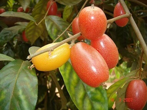 Tác dụng bất ngờ của quả nhót - 1