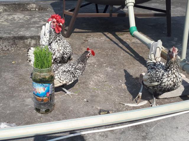 Thị trường - Tiêu dùng - Cận cảnh: Ngắm gà "vảy cá" được mệnh danh mỹ kê, giá 5 triệu đồng/con