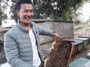 Thị trường - Tiêu dùng - Nuôi 500 đàn &quot;vo ve&quot;, nông dân xây được nhà lầu tiền tỷ