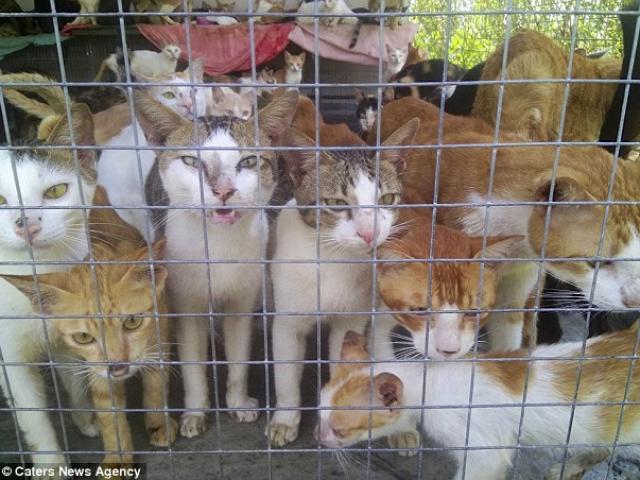 Khu chợ bán thịt mèo ở Việt Nam lên báo Anh