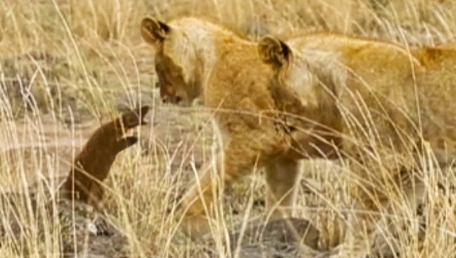Video: Cầy mangut quyết chiến, phá vòng vây của đàn sư tử - 1