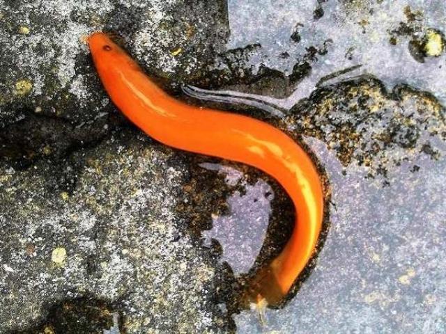 Tin tức trong ngày - Huế: Bắt được cá chạch màu vàng óng hiếm gặp