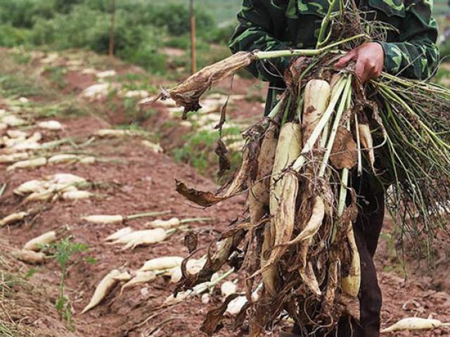 Thị trường - Tiêu dùng - Hà Nội: Tìm cách “giải cứu” 3.000 tấn củ cải