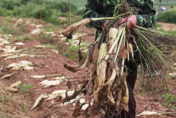 Hà Nội: Tìm cách “giải cứu” 3.000 tấn củ cải - 1