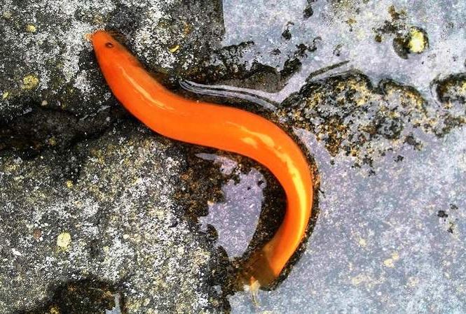 Huế: Bắt được cá chạch màu vàng óng hiếm gặp - 1