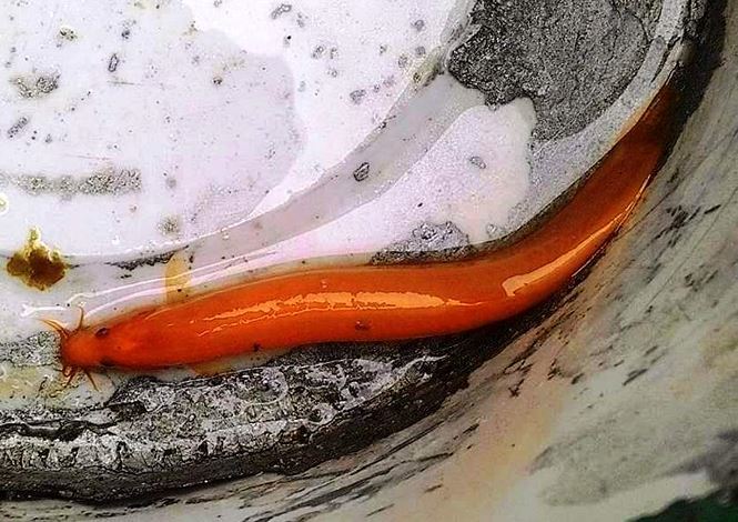 Huế: Bắt được cá chạch màu vàng óng hiếm gặp - 2