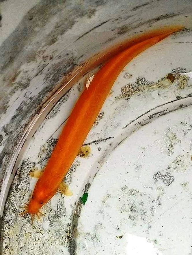 Huế: Bắt được cá chạch màu vàng óng hiếm gặp - 3